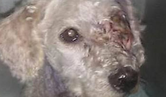 Ajuda minha cachorrinha Megue