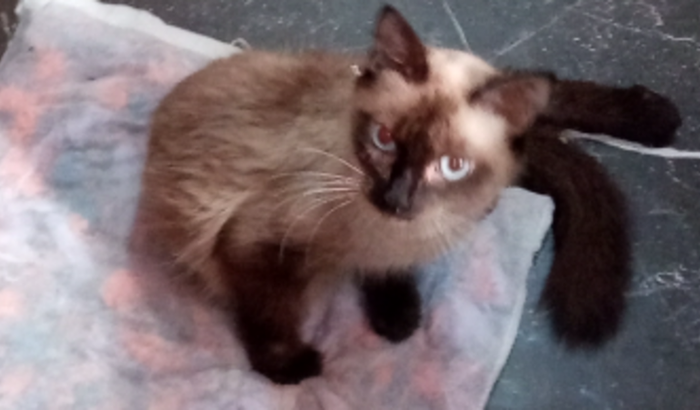 Vencendo a Esporotricose