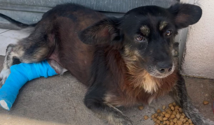 Cachorro de Rua (Neguinho)