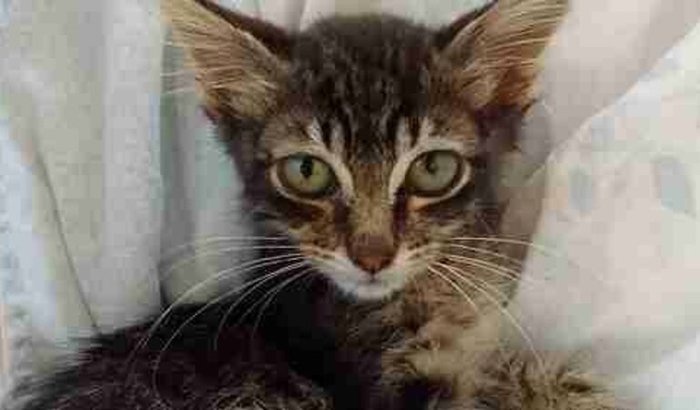 Gatinha do lixo, dê uma chance a ela!