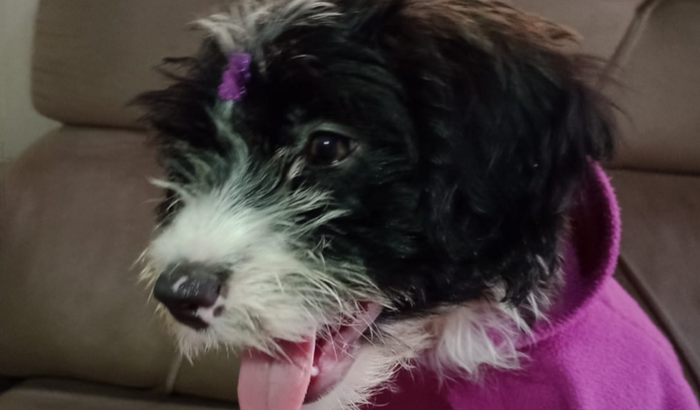 Cirurgia ortopédica