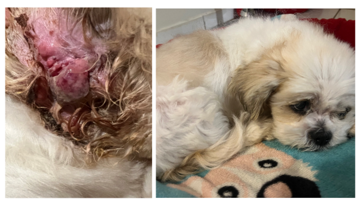 Ajude no tratamento de câncer do Teddy