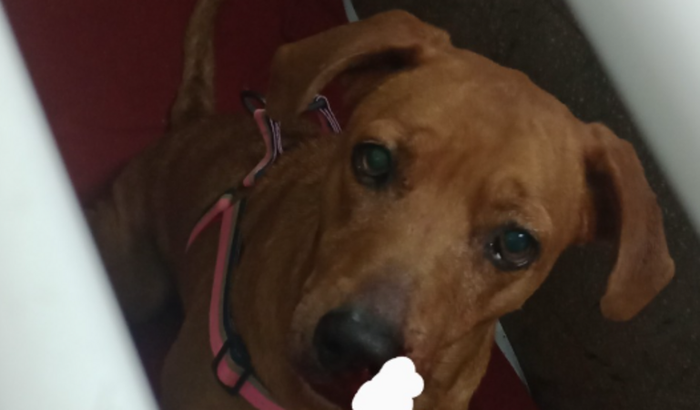 Tratamento da nossa mascote Aisha❤️