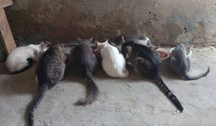 Ajuda para comprar ração 