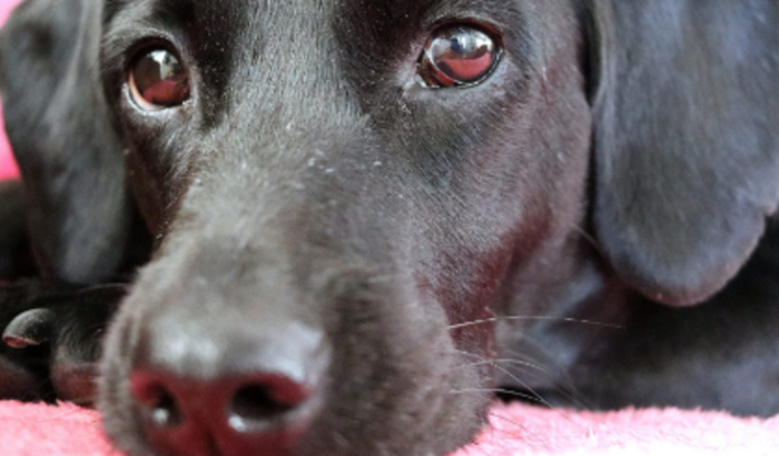 A História da Amora: Um Pedido de Ajuda com Muito Amor