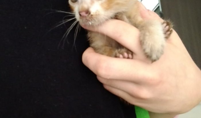 Ajuda filhotinho gato resgatado com Dificuldade para respirar