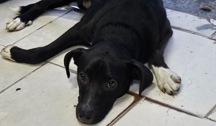 Ajuda ao Patinha pra fazer cirurgia ortopédica 🙏🏼🐾❤️