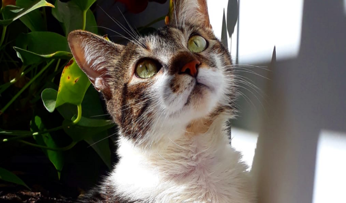 Greg precisa de tratamento URGENTE, ajude!