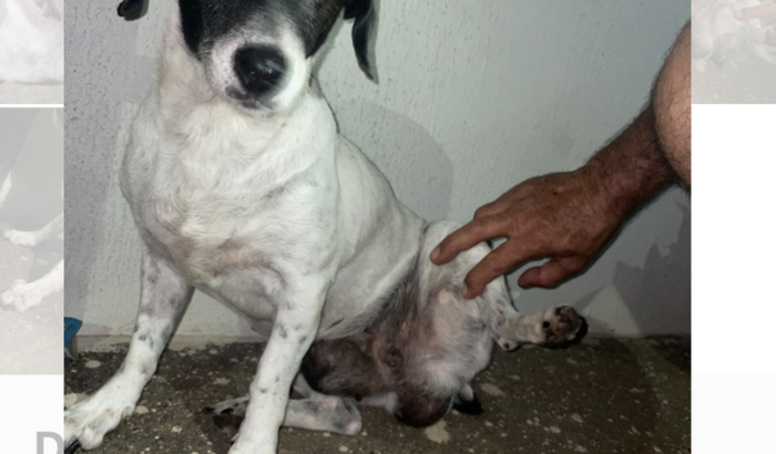 Lili precisa fazer um cirurgia