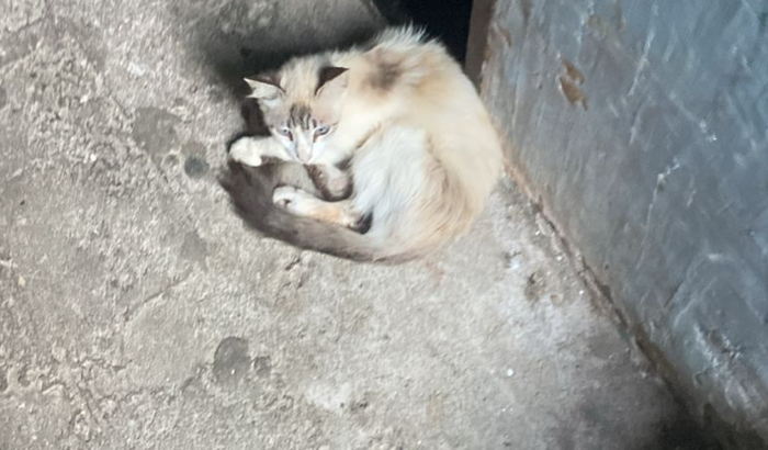 Ajuda para gatinha mordida por cachorro