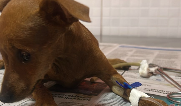 Ajudar com o tratamento dos 6 cachorrinhos com cinomose