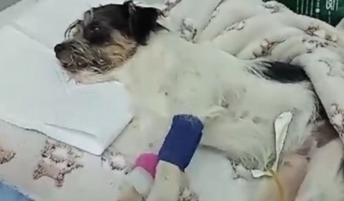 Nós ajude a salvar o Fio 