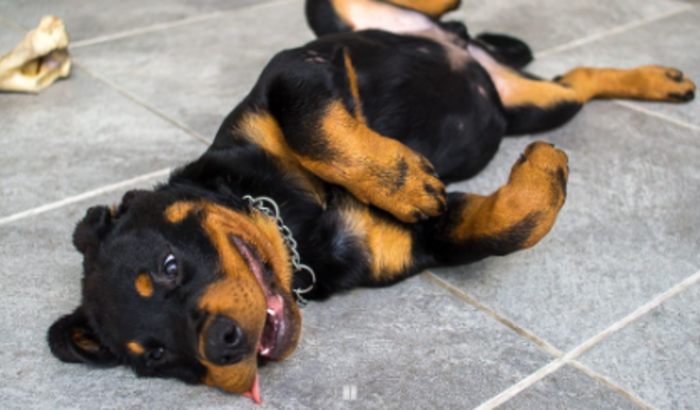 Ajude o Brutus a Reencontrar Sua Família no Canadá! 🐾✈️🇨🇦
