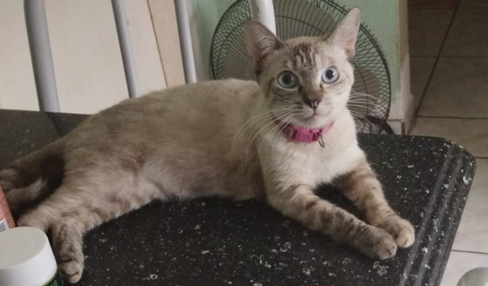 Ajude a Pudim e Mingau fazer a cirurgia