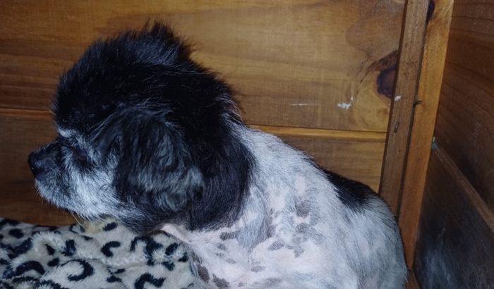 Ajudar iza cachorrinha com os remédios