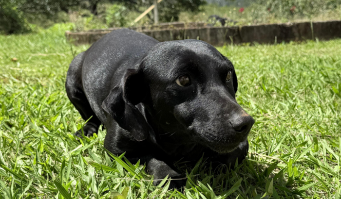 Cirurgia da Dona Pipoca