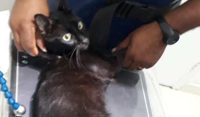 Cirurgia do gatinho Orion