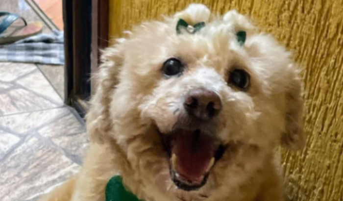 Ajude na cirurgia e com remédios da minha cachorrinha Minnie