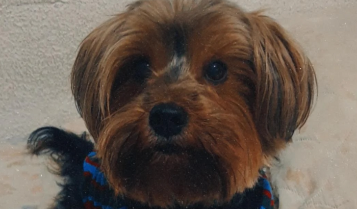 Ajude Bruce a se curar da doença do carrapato