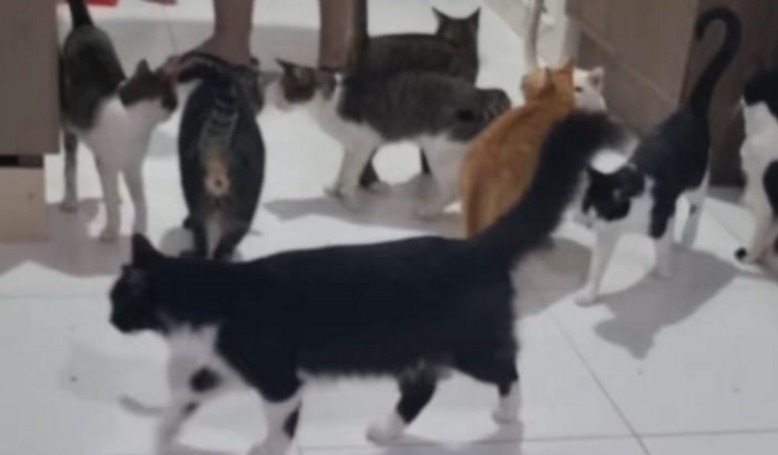 22 Vidas Felinas Dependem de Mim – E Eu Preciso da Sua Ajuda!