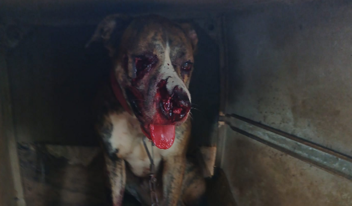 Para reconstrução do focinho do Bob 