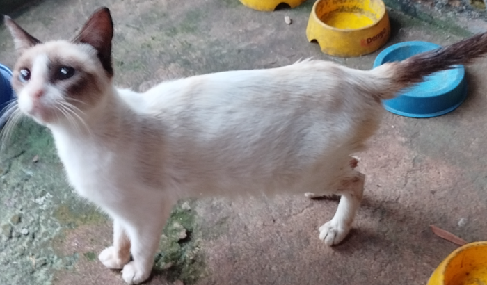 Cesária da gatinha Flor