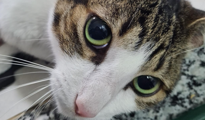 Não contribua, O Vakinha cobra altas taxas e não deixa sacar o $