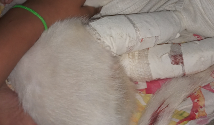 Para amputar as 2 patinha de docinho