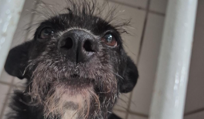 Ajude a salvar a Estrelinha!