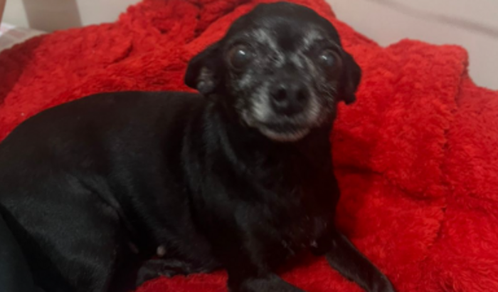 AJUDE A NINA A VENCER O CâNCER DE MAMAS