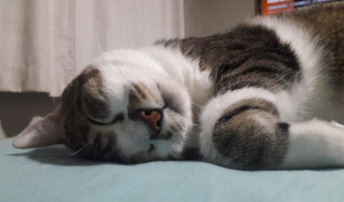 Ajude o tratamento de Maneco