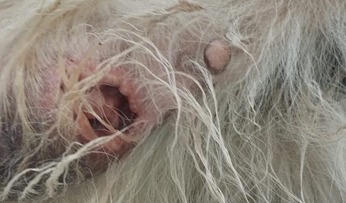 Recuperação de Sakura ( cachorro )