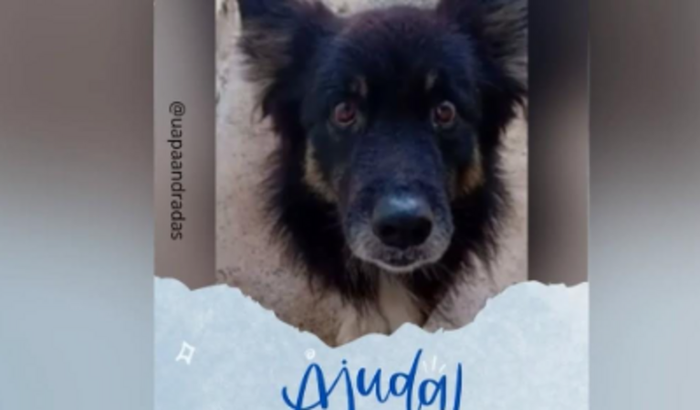 Ajuda para cirurgia do cão Black