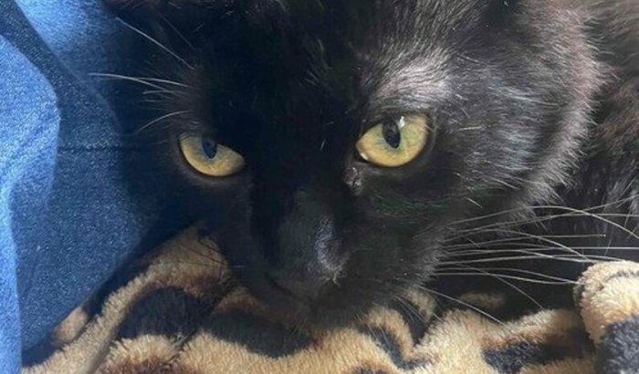 Cura para o Ayô! 🐈⬛