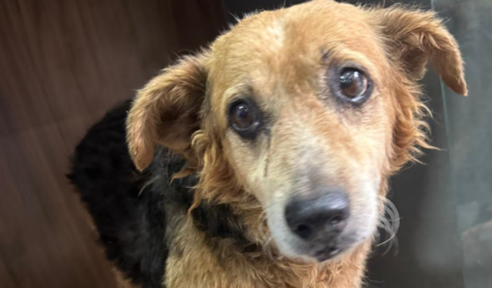 Pagar tratamento veterinário do BoB