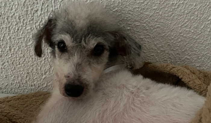 Tratamento do José Frederico