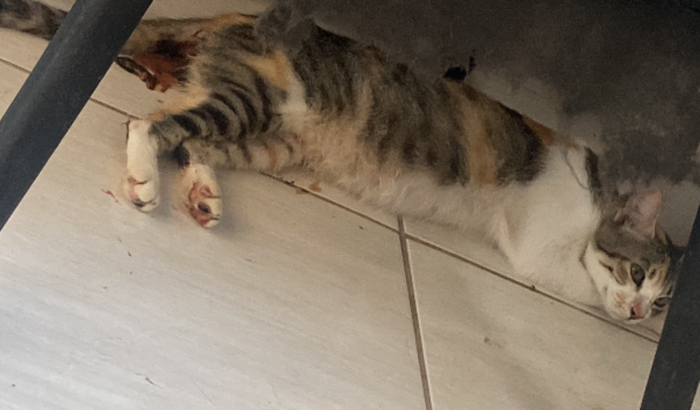 ajude minha gatinha fazer a cirugia