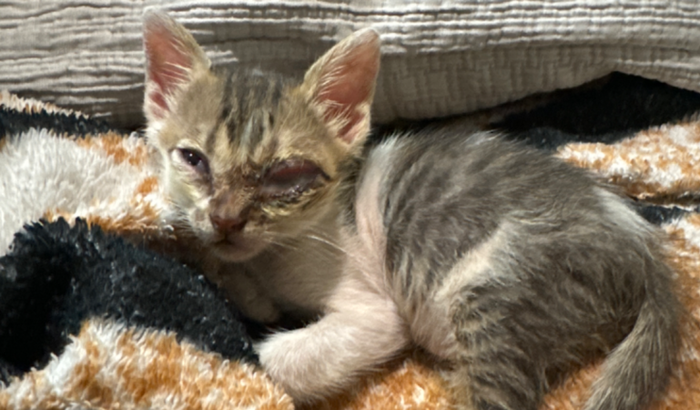 Ajude a salvar a vida do Ótho