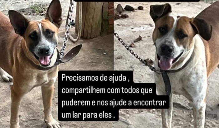 Transporte de cidade e lar temporário para cães! 