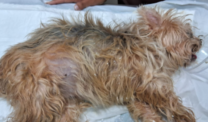 Ajuda a Nina, minha cachorrinha amada.