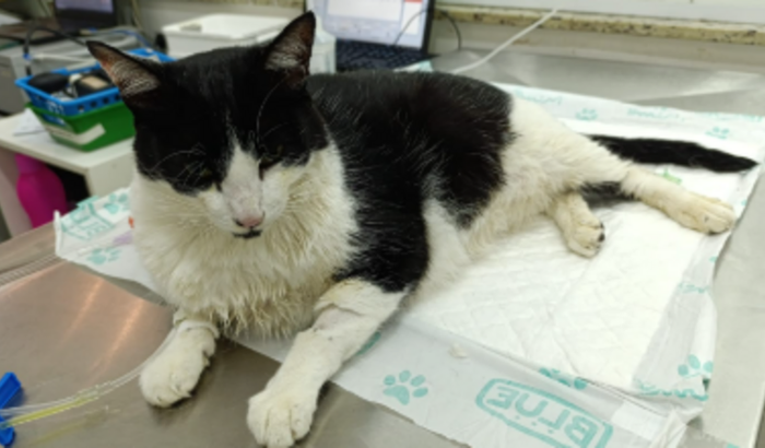 Ajudem a salvar a vida do Júnior