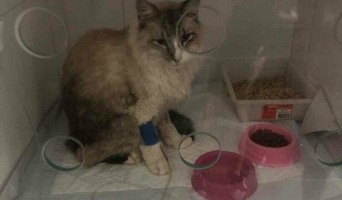 Ajude o gordo a sobreviver ( insuficiência renal)