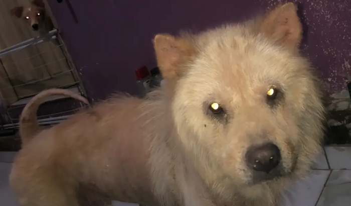 Ajudar a pagar o tratamento da minha cachorrinha 