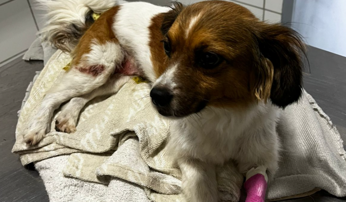 Ajude a Babalu ❤️