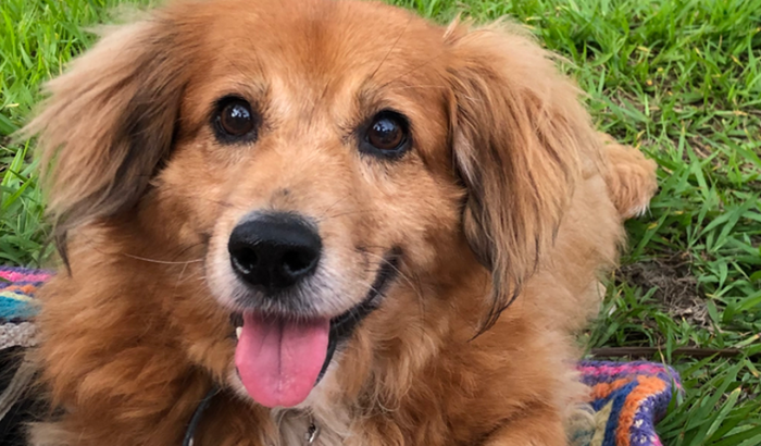 Quimioterapia do meu cachorrinho Pássaro