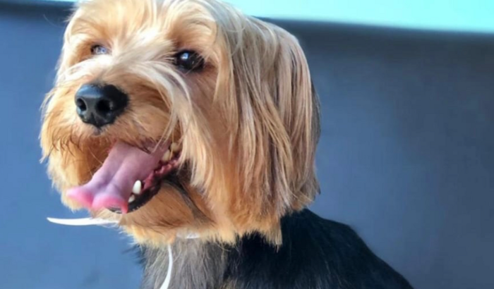 Ajuda para nosso cachorro Thor