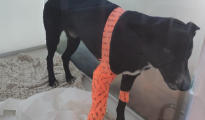 CIRURGIA TECO: CÃO DE RUA ATROPELADO