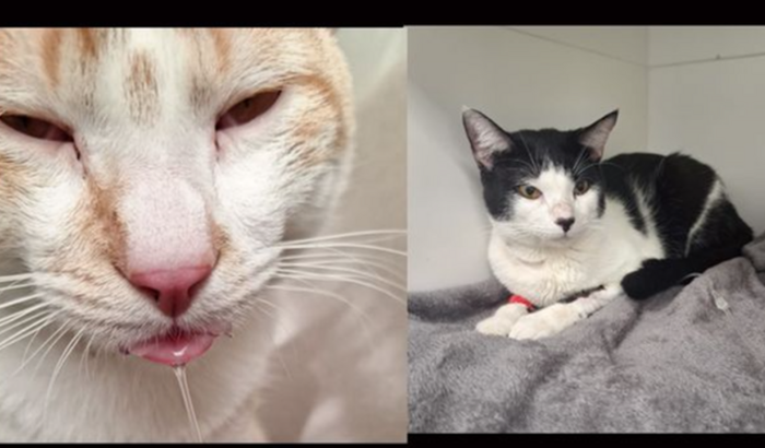 Me ajudem a salvar Eros e Phoenix