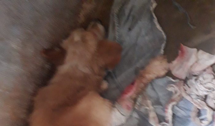 Cachorro abandonado com fratura exposta precisa de cirurgia 