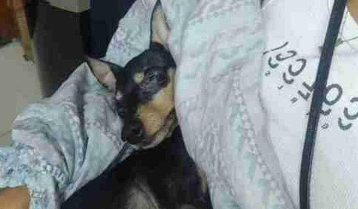 Ajudar o meu cachorrinho Théo 